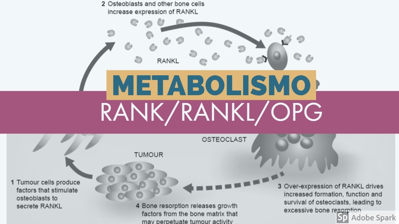 Metabolismo del calcio: Sistema RANK/RANKl/OPG (5 de 5)