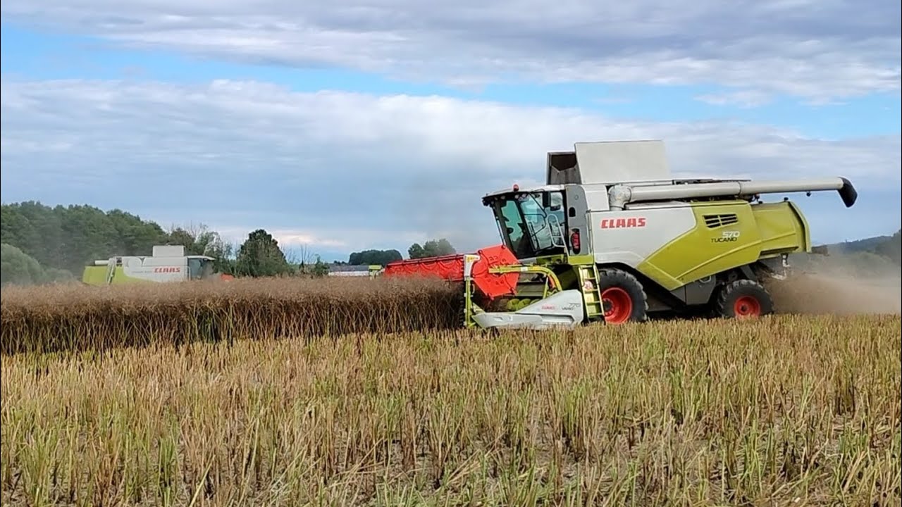ŽNĚ 2023 /sklizeň řepky na 2 kombajny /Claas Tucano 570 a Lexion 550 /2x Zetor Forterra /Real Agro