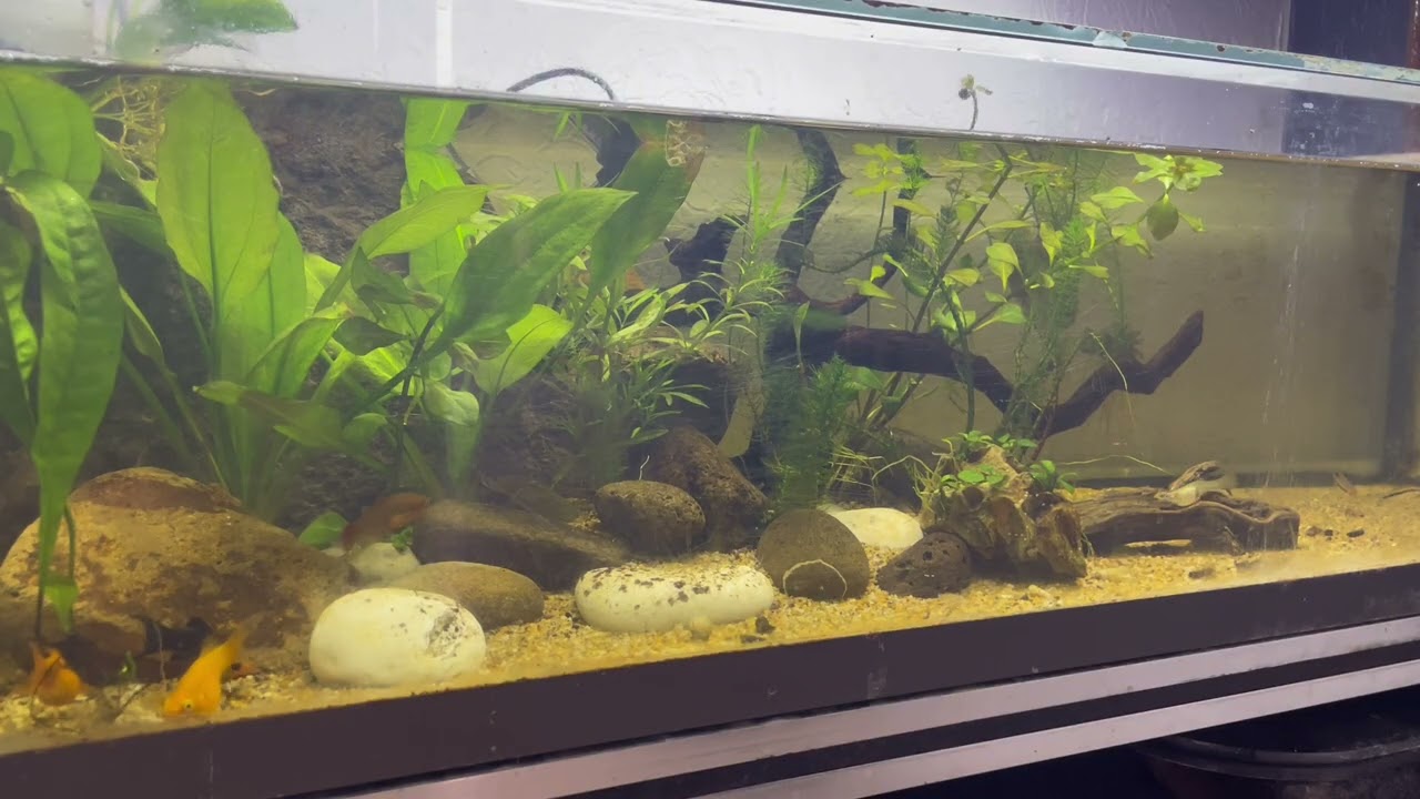 Otro de mis acuarios de 90litros!!! Mollys balón, platys, tiburones roseline #fishkeepinghobby 