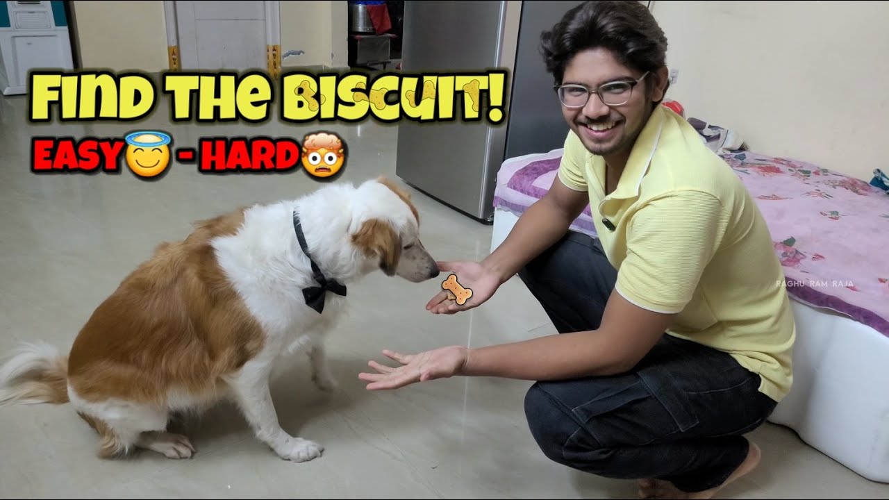 Dog Search Game🤯 - Hiding biscuits at home🤭 | Dog nose smell power🔥 #funny #trending #viral #dog