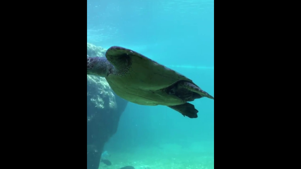 Tortue &agrave; La R&eacute;union #kelonia