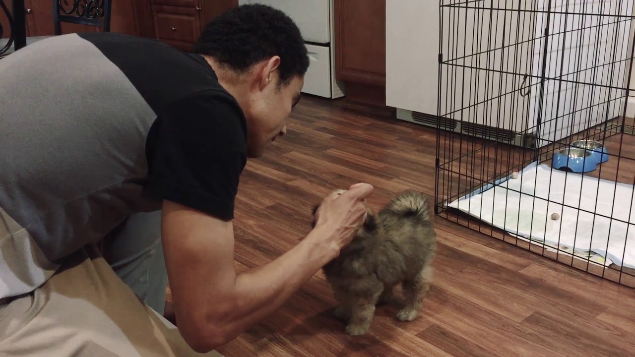 Training a puppy pomapoo (Pomeranian + Toy poodle) trying 😅