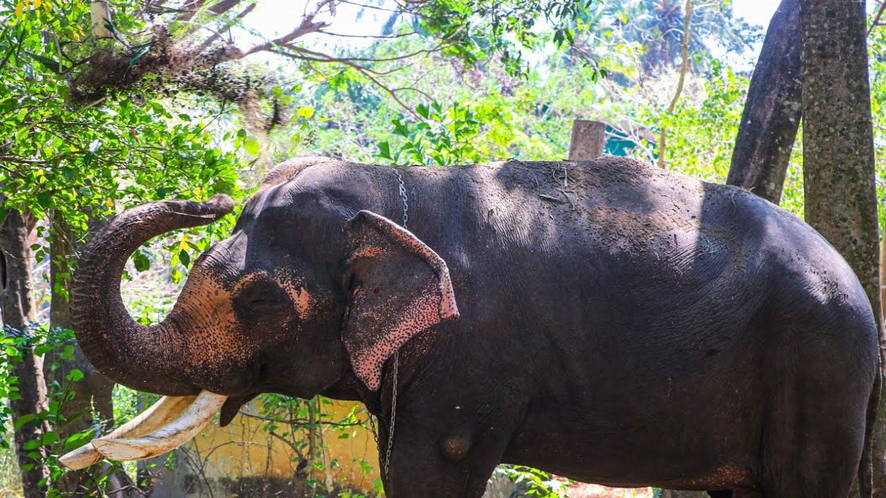ഗുരുവായൂരിലെ കൊമ്പന്മാർ 🔥 Guruvayur Elephants ❤️ Kerala Elephant Video 😍 