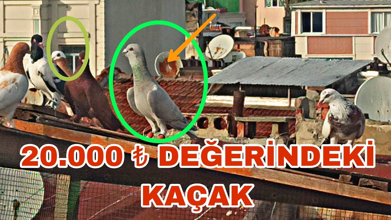 20.000 ₺ DEĞERİNDE KAÇAK KUŞ GELDİ AKLİMİZ YERİNDEN OYNADİ