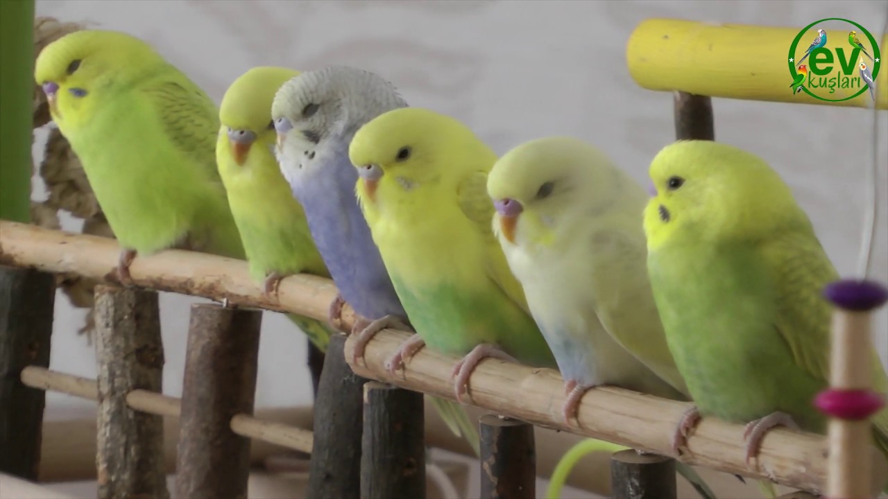 Muhabbet Kuşu Uyku Düzeni  Önemi ve Ev Kuşları Uyku saatleri