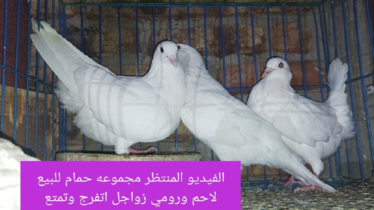 الفيديو المنتظر مجموعه حمام للبيع عند مستر حمام للبيع لاحم فرنساوي و وزاجل ورومي 