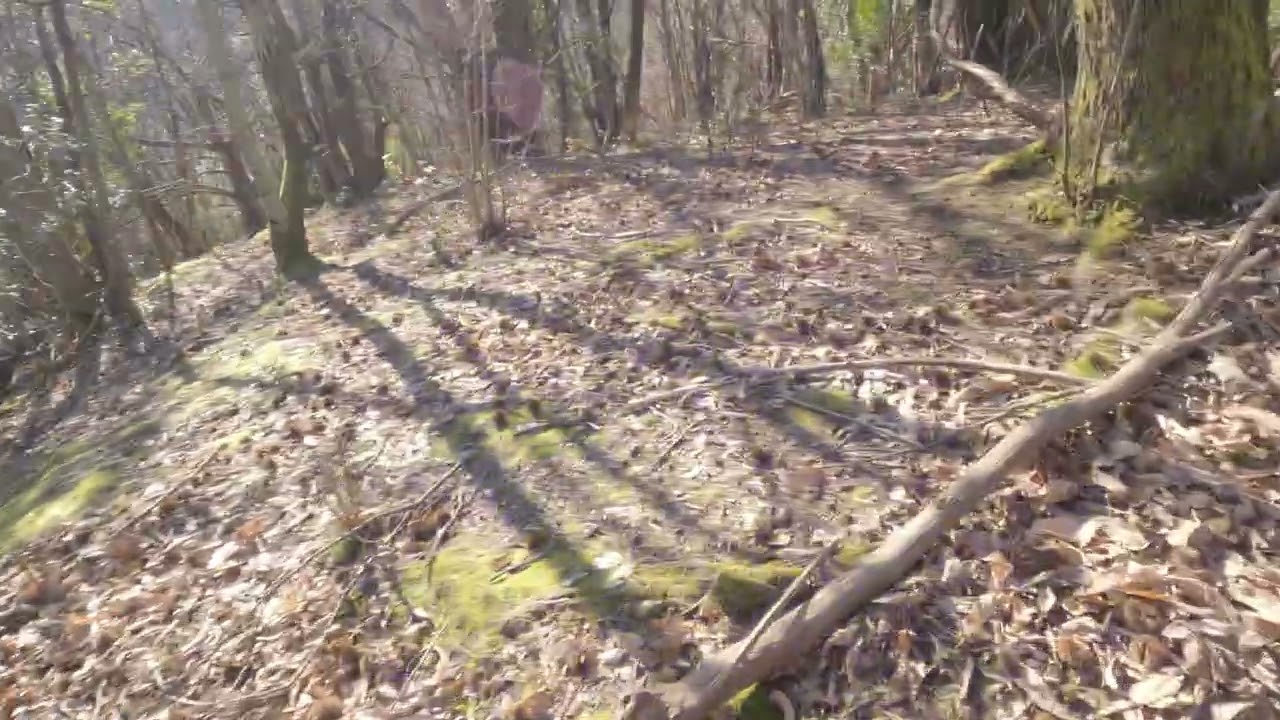 Dernière battue dans les Cevennes