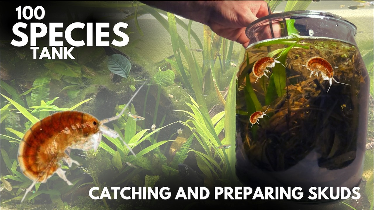 Collecting SCUDS (side-swimmers) for 100 Species Ecosystem Tank to increase BIODIVERSITY (Ep. 5)