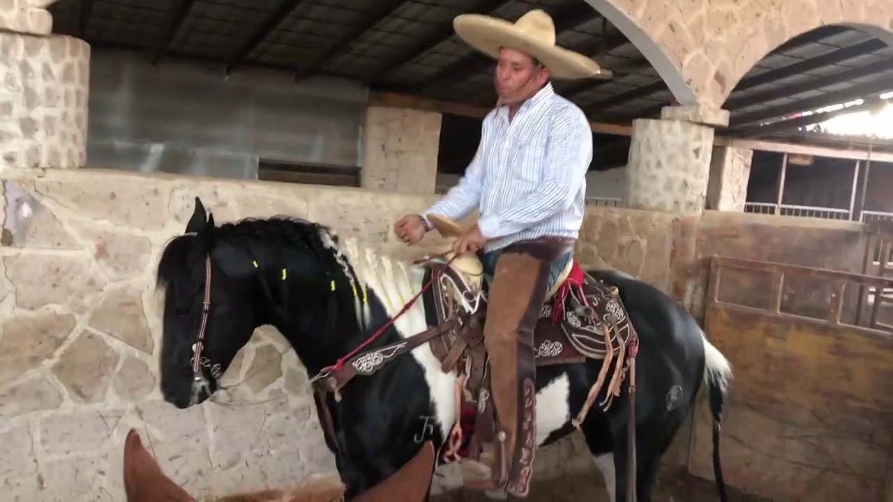 Tutoríal y consejos de Colas con nuestro amigo Arturo Ibarra 🐴🇲🇽👊🏻 - El Vlog 030