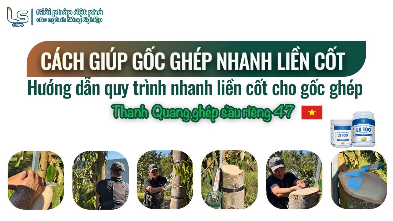 Cách xử lý cốt sầu riêng sao cho nhanh lành, không nấm bệnh?