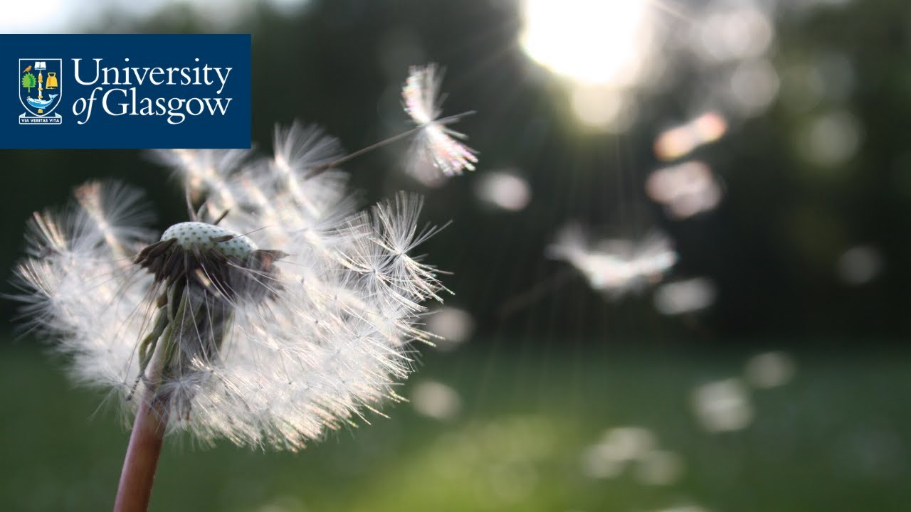 MSc End of Life Studies - University of Glasgow Online Programme