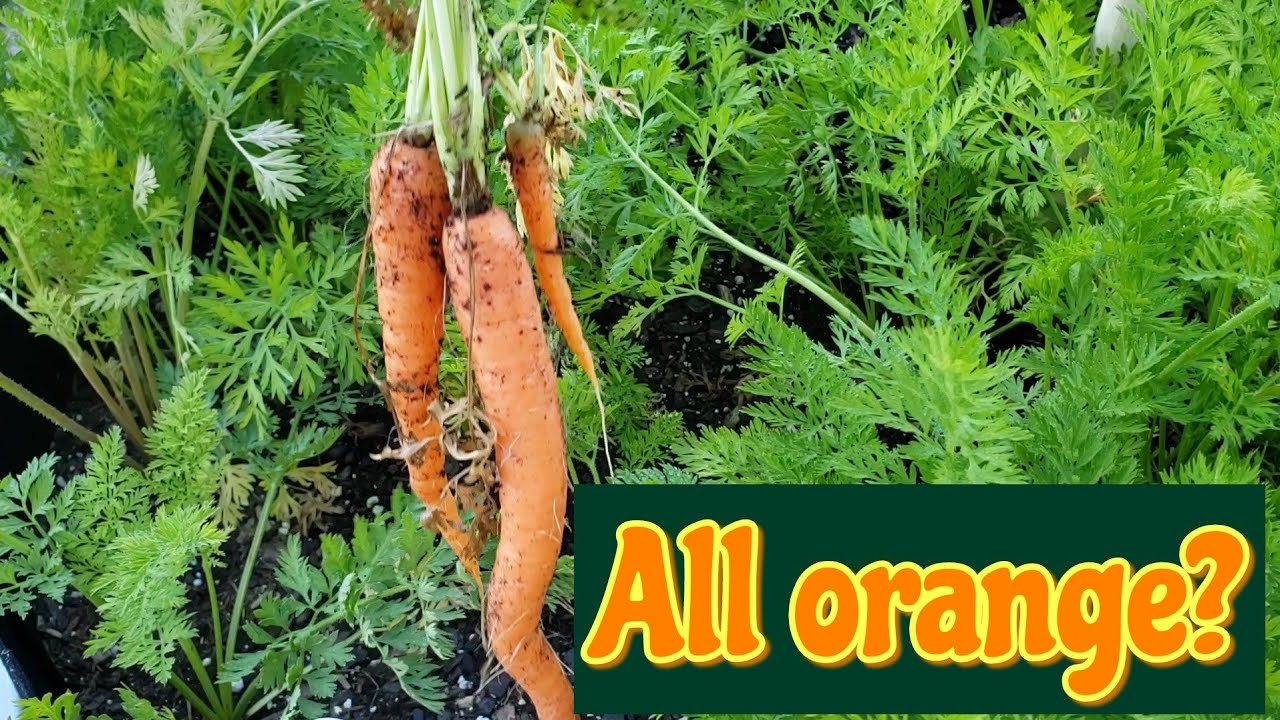 SHEDWARS21: Carrot  Harvest and Weight in 🥕 | Team Aquarius