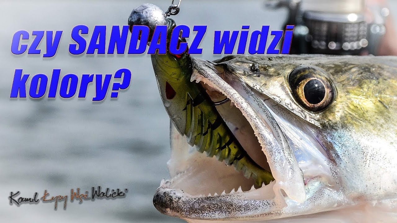 czy SANDACZ widzi kolory? Jak atakuje ofiary? / odc.19
