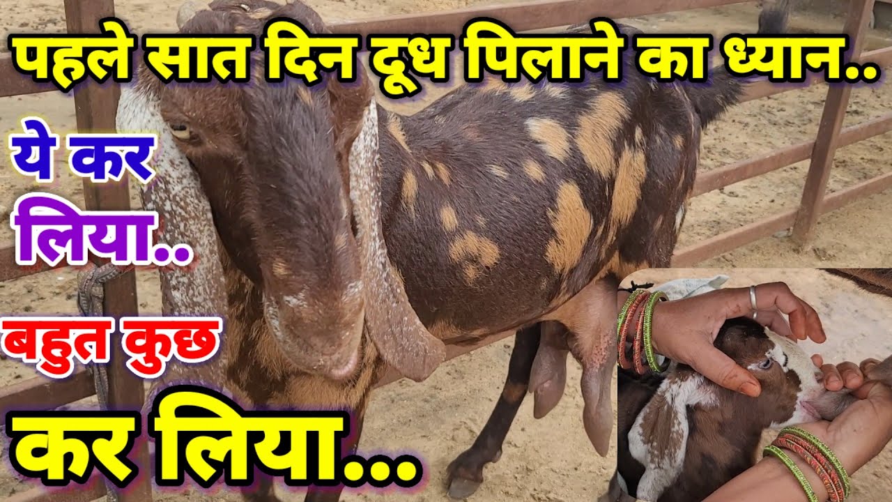 छोटे बच्चो को दूध कैसे पिलाए.. kids fidding tips..Sukant chawla#goat farming