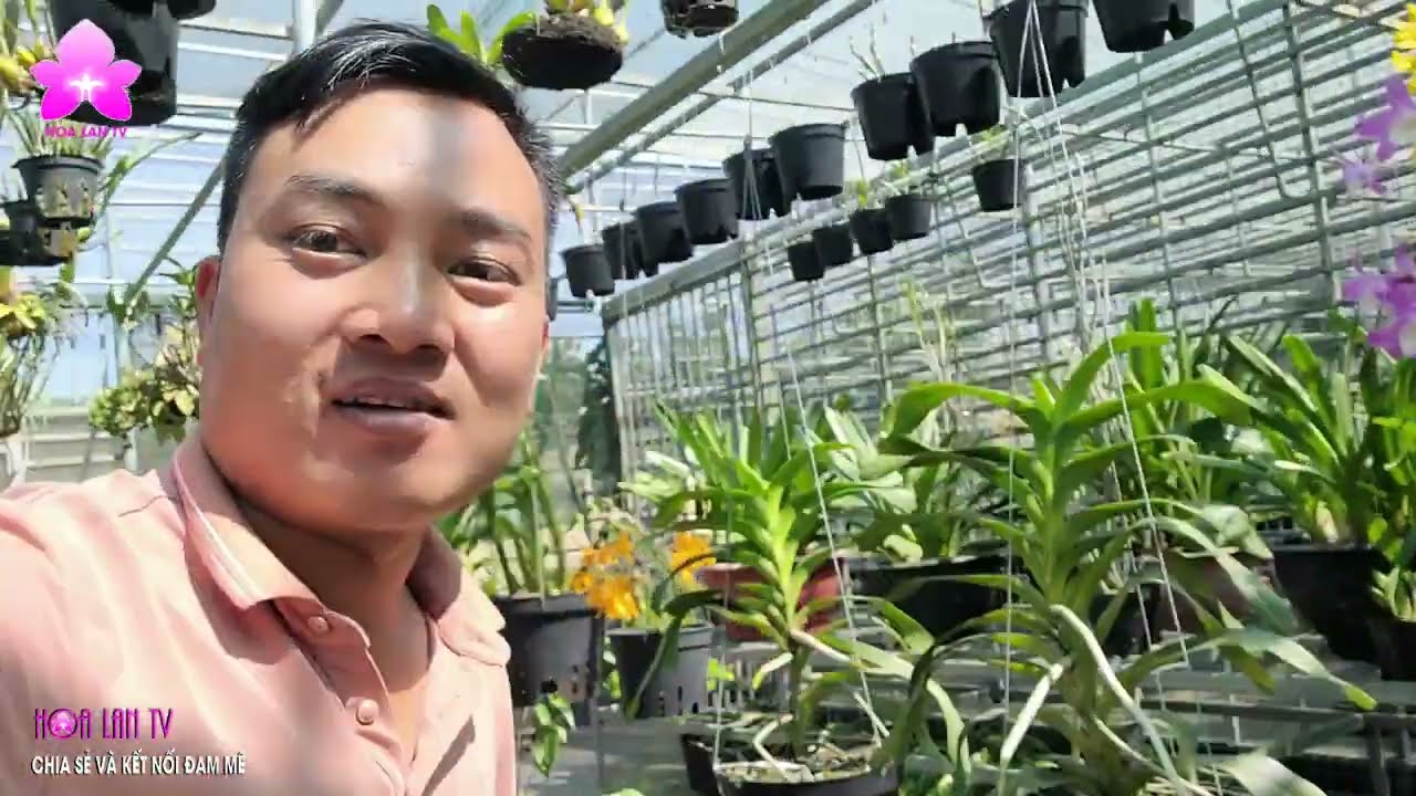 Trồng và Chăm Sóc Lan QUẾ Lá Xếp | Chia sẻ của NGUYỄN NGỌC HÀ #vienmansongtv