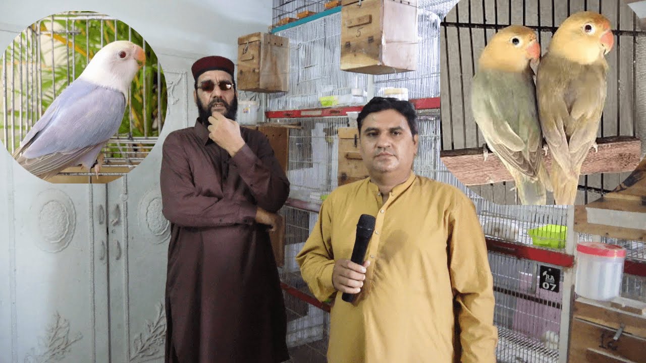 Dun Fellow Lovebird Breeder Pair Setup Cages Box Ke Saath Apko Milega Bahut Munasib Paiso Me