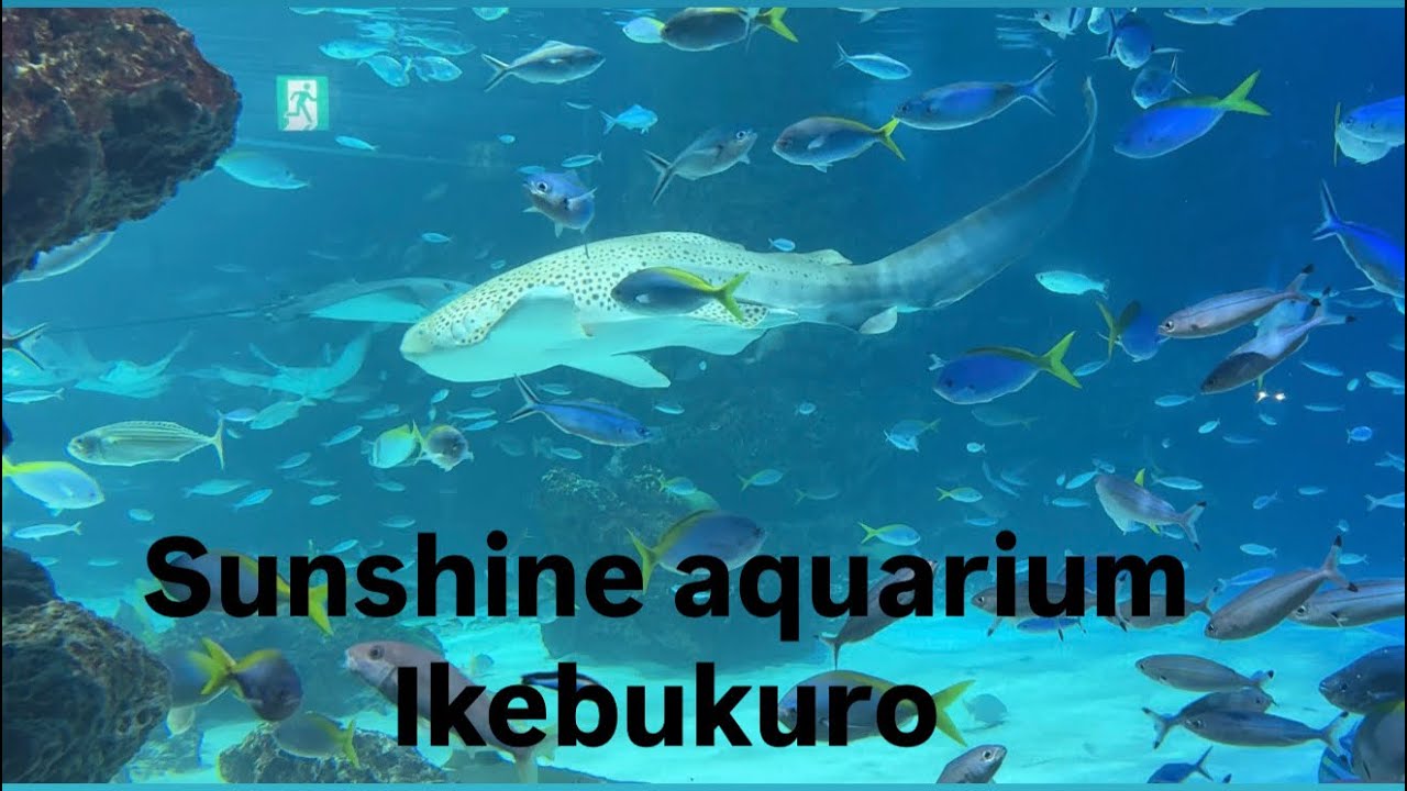 Sunshine aquarium 🐠 Ikebukuro, tokyo 🇯🇵 