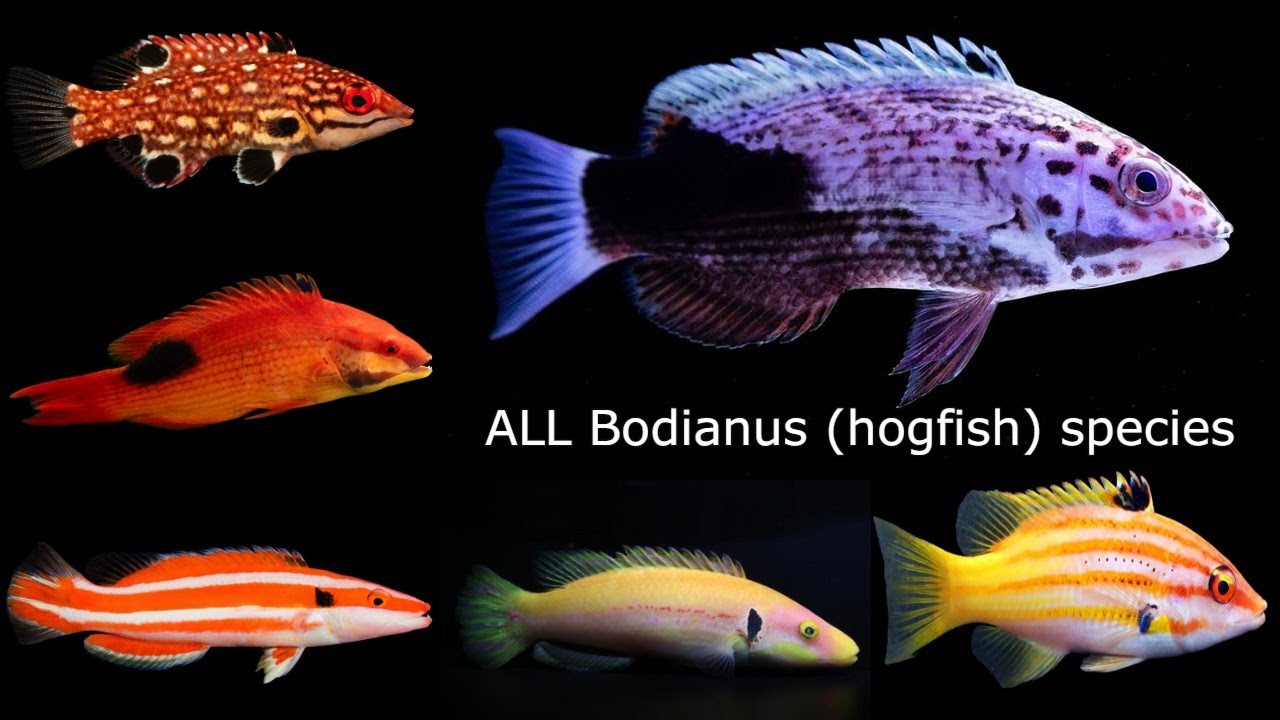 All Bodianus (HogFish) species