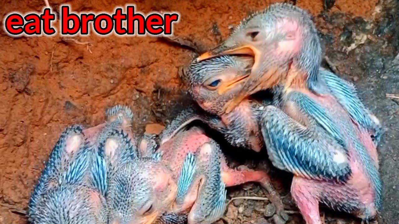 SARANG PALING KACAU DI DUNIA ‼️ANAK BURUNG TAK PERNAH MERASA KENYANG