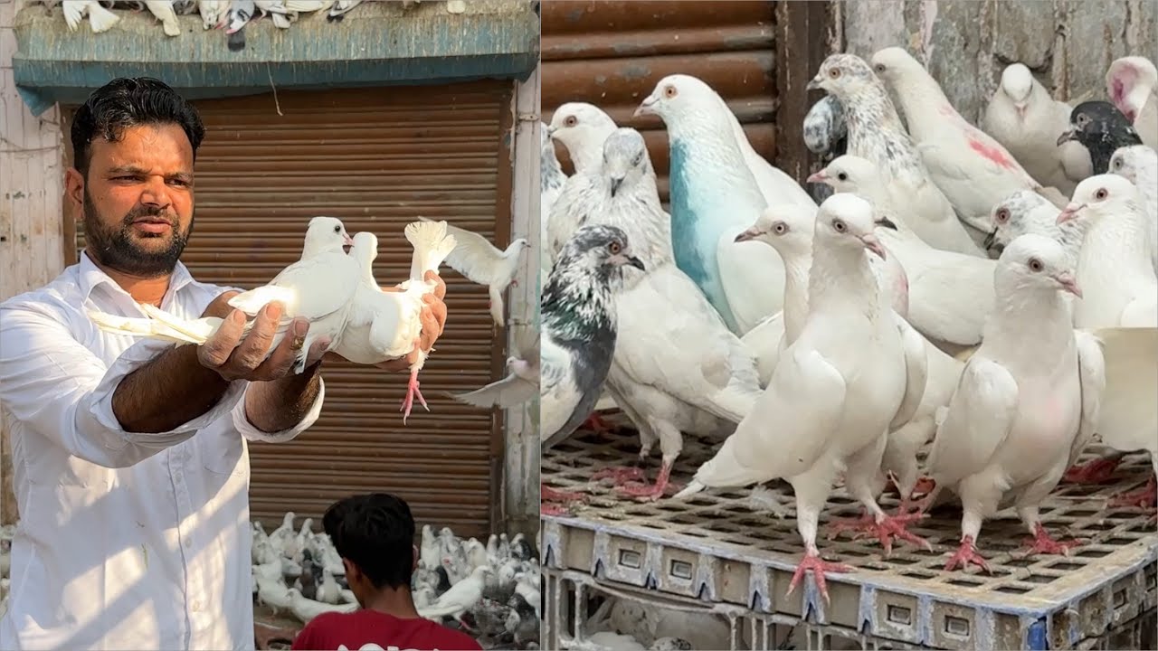 Shazad loni kabutar shop Kabootar market loni sehzad pet shop Delhi white pigeons