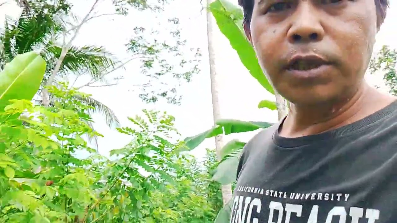 Lihat kebunku dulu, apik tenan