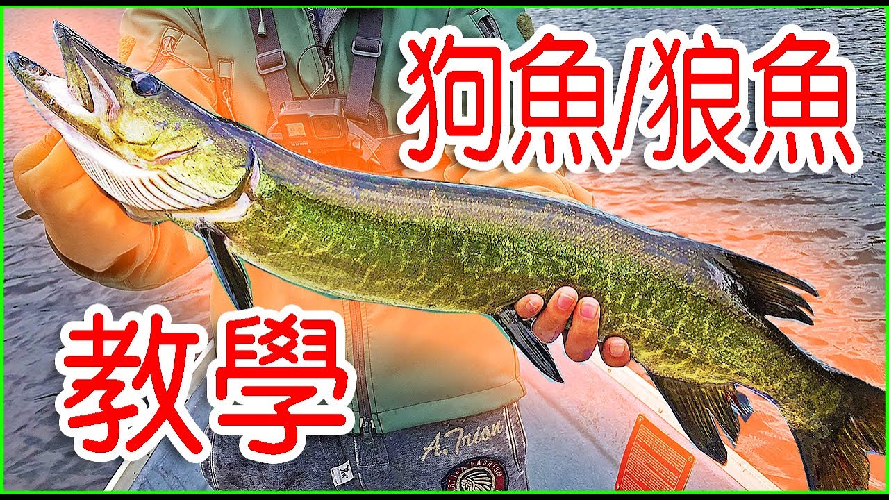 路亞狗魚/狼魚攻略 + 實釣 | 超詳細+平民裝備+樸實無華全硬貨視頻 （How to PIKE/MUSKY）#半殺 #路亞 #釣魚