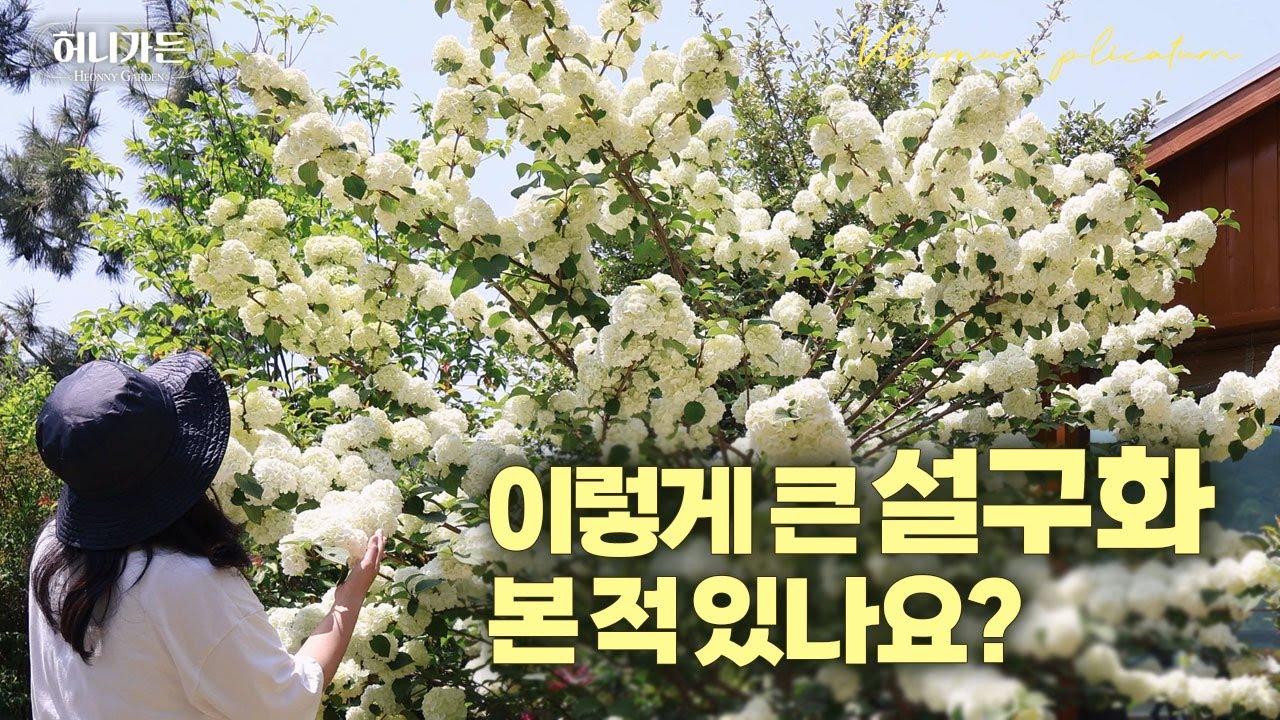 이렇게 큰 #설구화 본 적 있나요? 설구화 #오데마리  만개 | 수국심기 | #정원수 #꽃나무 #야생화 추천
