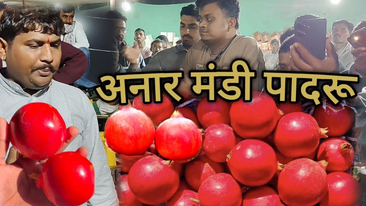 किसान अनार मंडी पादरू आज का ताजा भाव 28/11/2025 Kisan Anar Mandi Padru Anar Ka Taja Bhav 