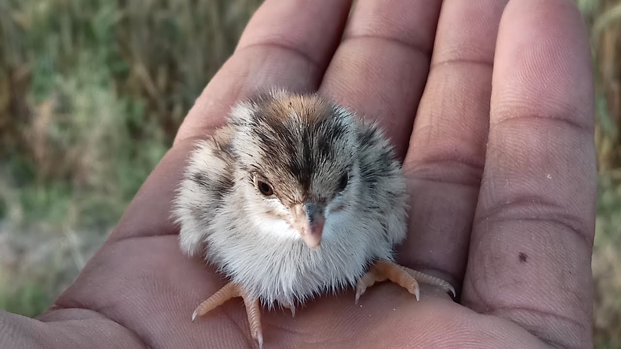 Grey Francolin - Calling. cute baby bird sound. mama,mama...