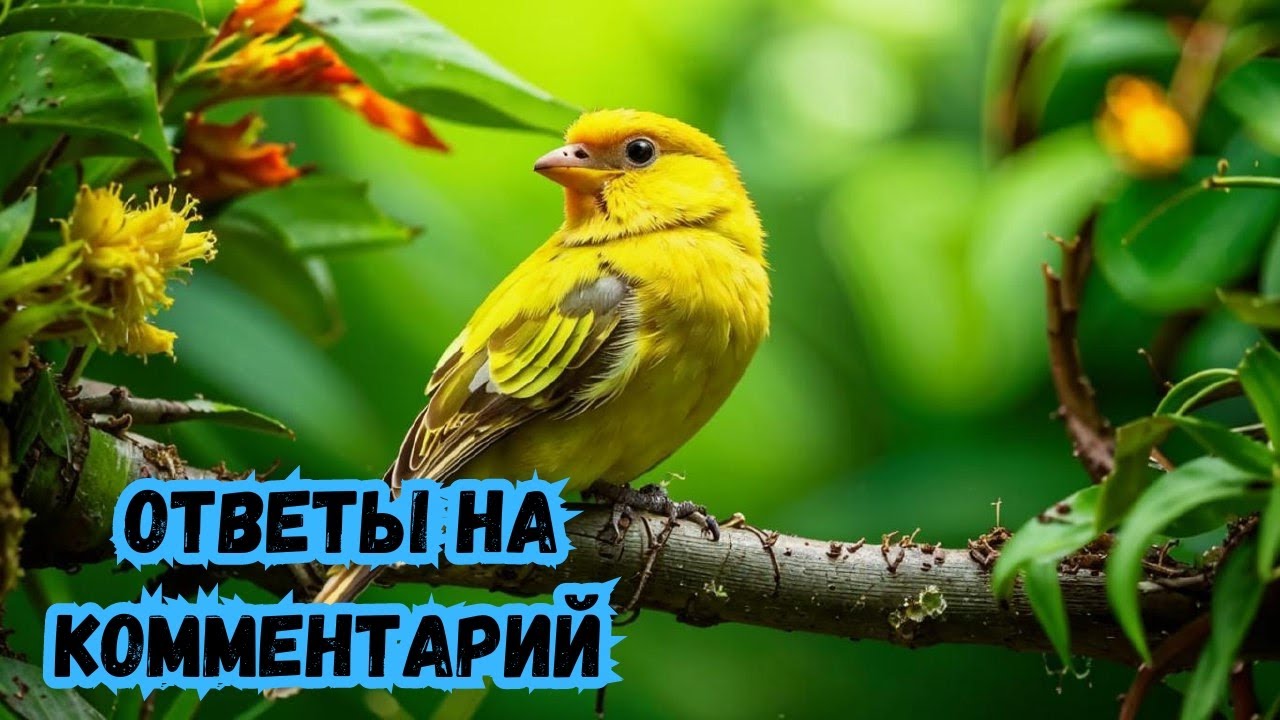 Канарейки. Разведение. Ответы на комментарий.