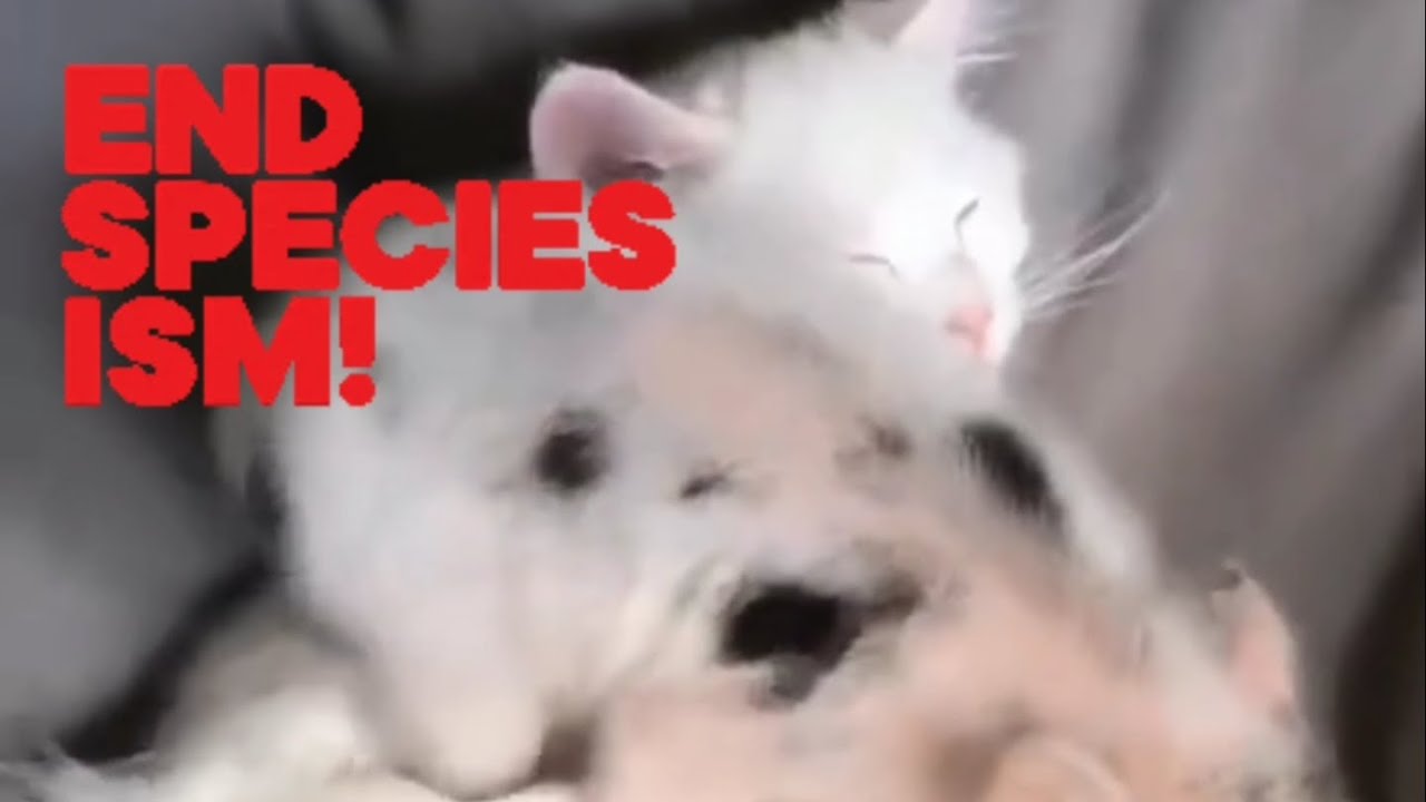 End Speciesism Weekly Reminder Part 43