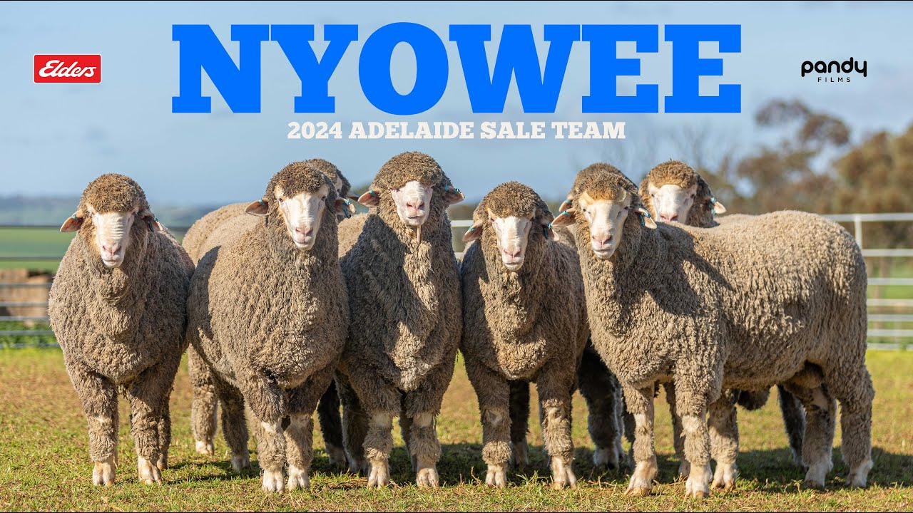 Nyowee 2024 Adelaide Sale Team