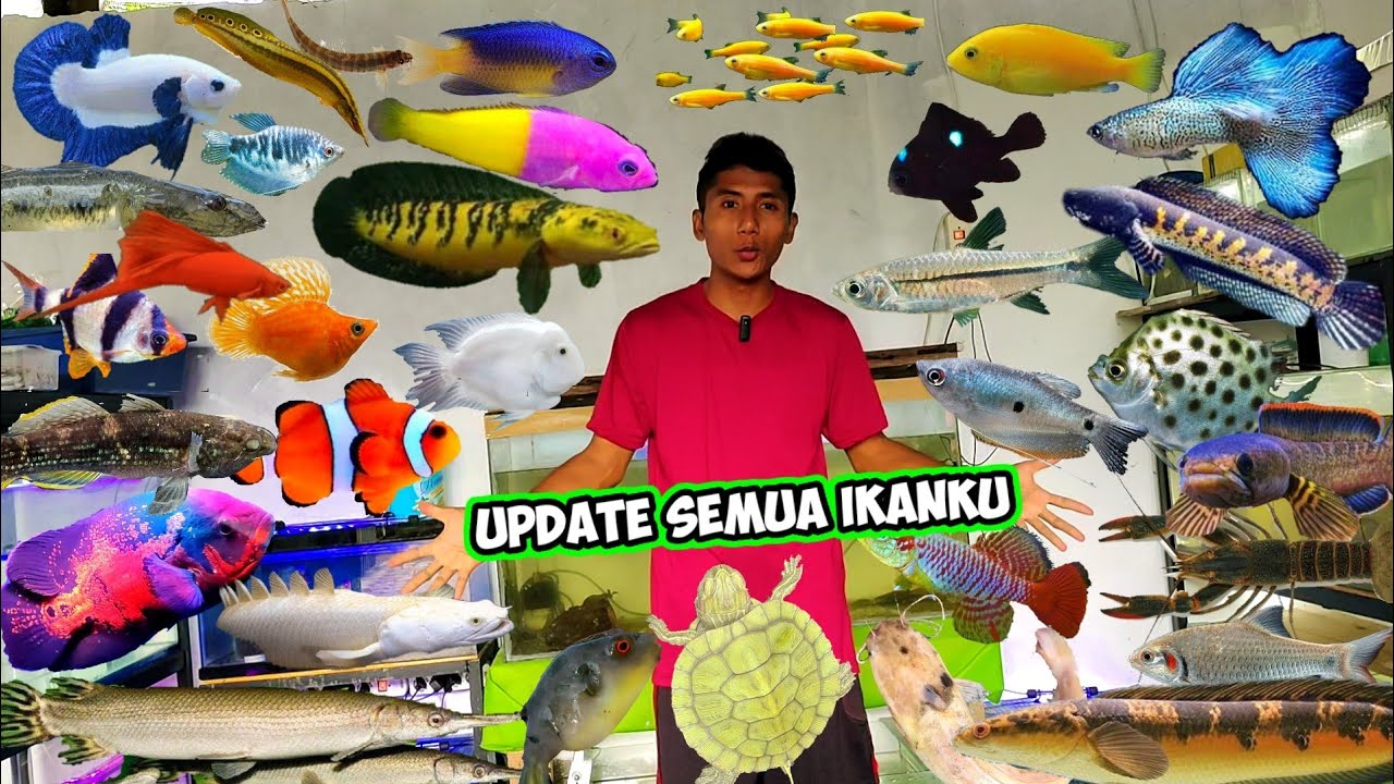 UPDATE SEMUA IKAN IKAN KU DIRUMAH ROOM TOUR
