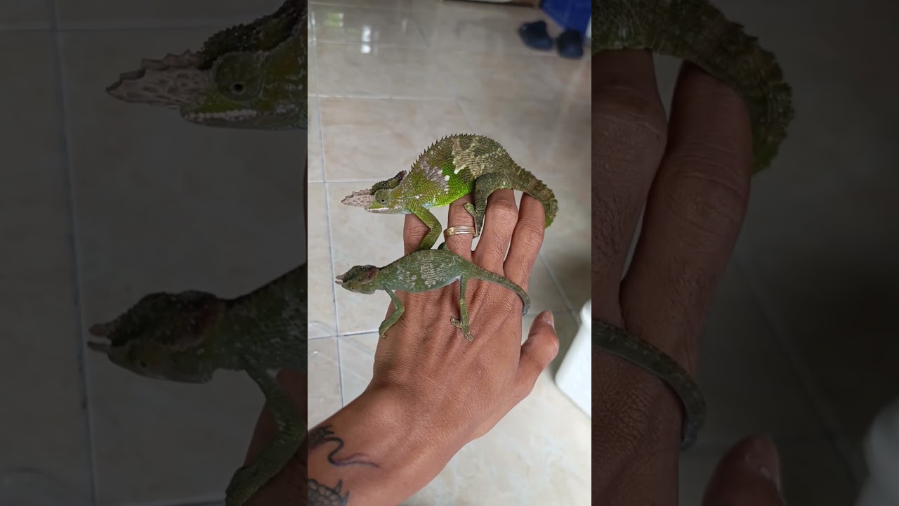 breeding monster 