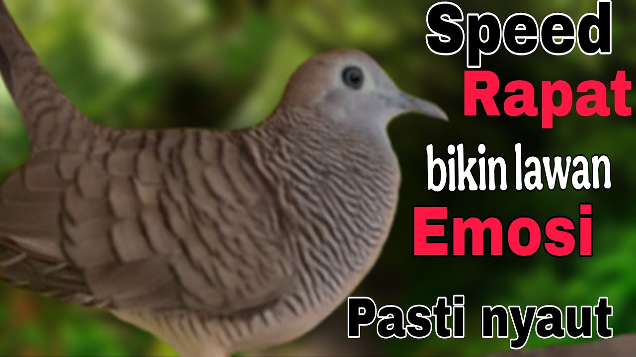 Perkutut lokal gacor Sped rapat bikin lawan emosi pasti nyaut
