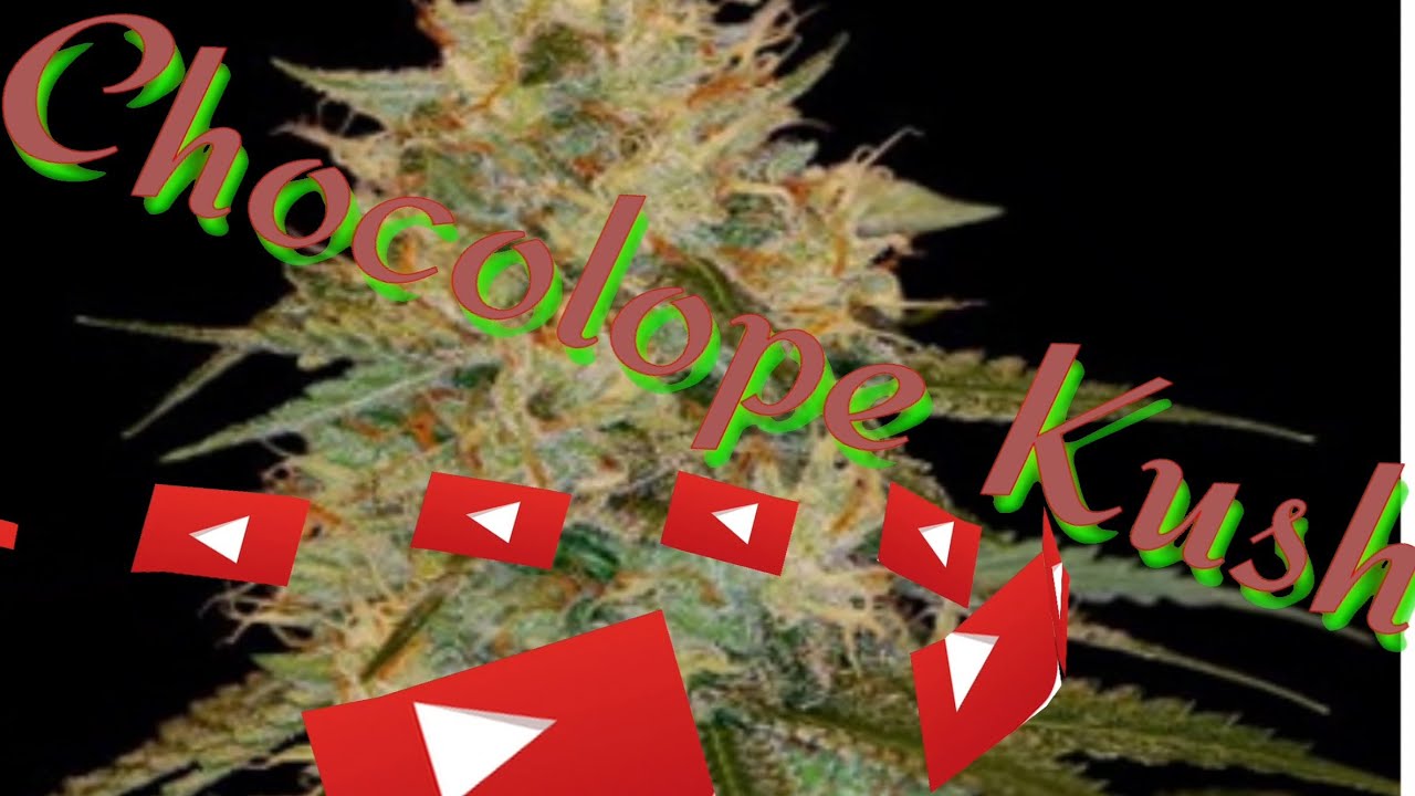 NEW Cannabis Strain UK(Chocolope Kush)REVIEW 💯🔥🔥