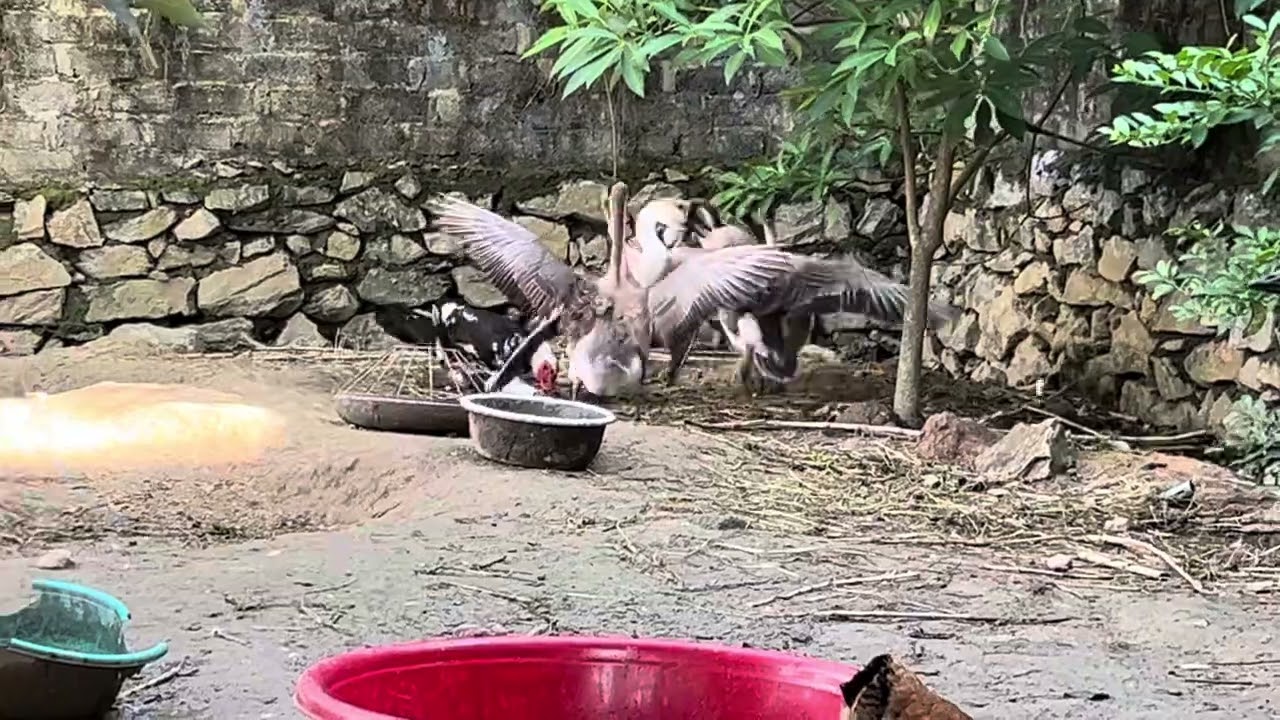 Làm tí bèo cho mát ruột