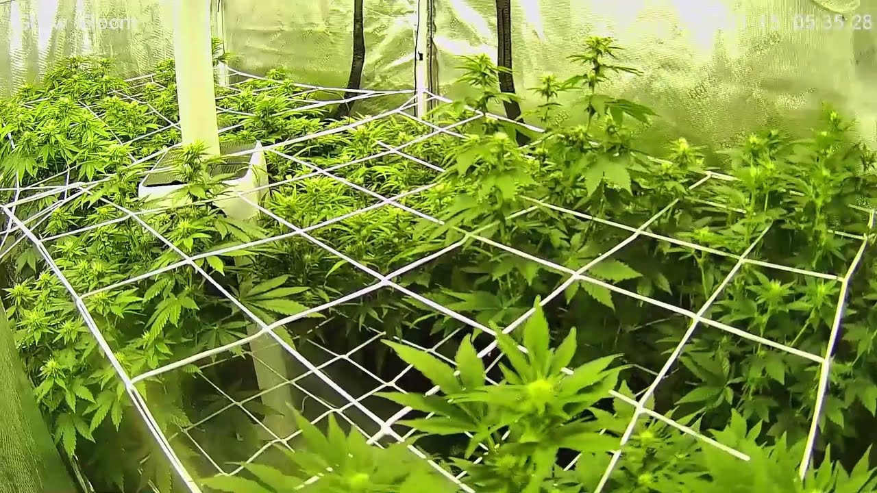 Part 5 of The Grow Stream's '19-'20 Grow Season