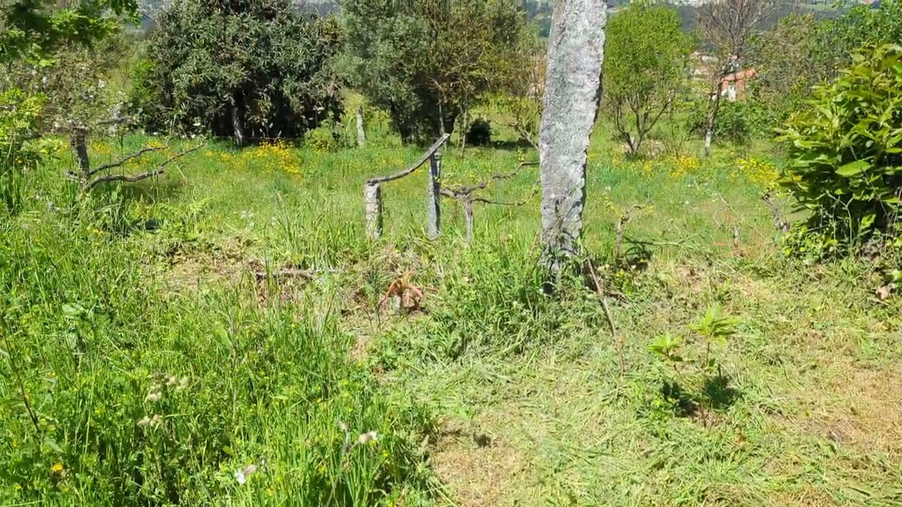 Casa Lima bottom garden