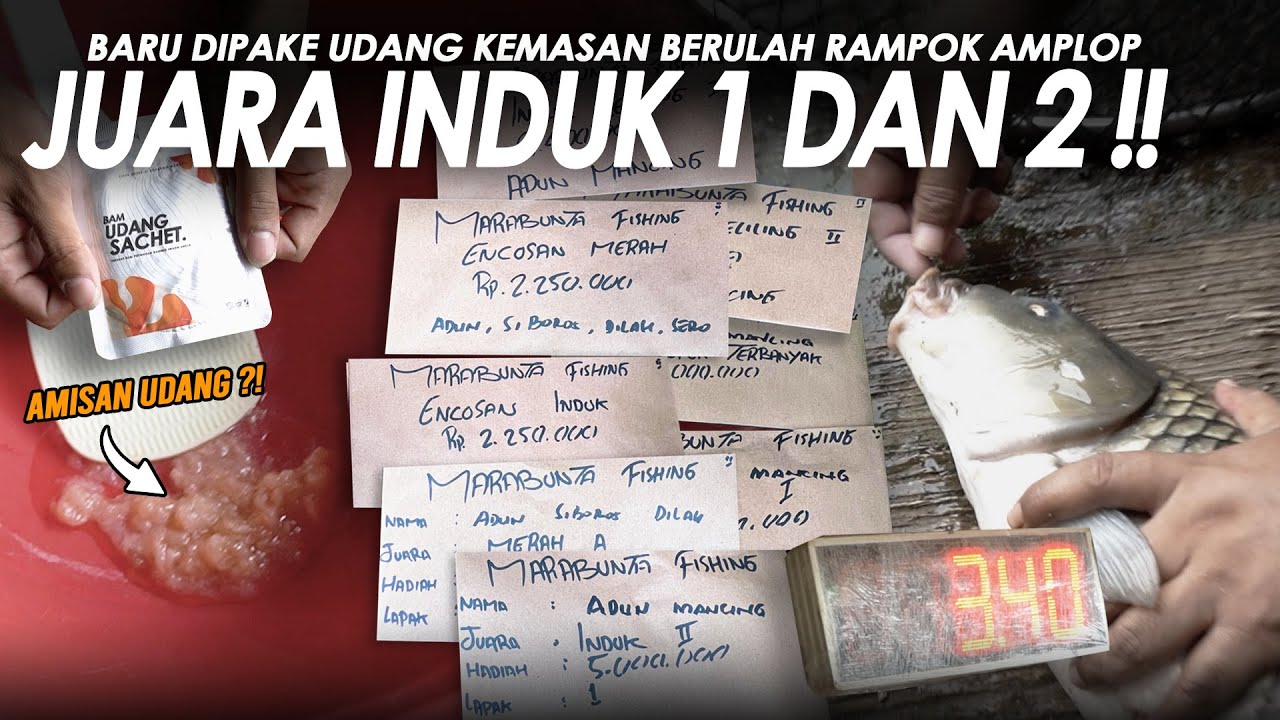 BORONG JUARA INDUK 1 + INDUK 2 !! BAWA PULANG 8 AMPLOP DUA PULUH JUTA LEBIH || Am#629