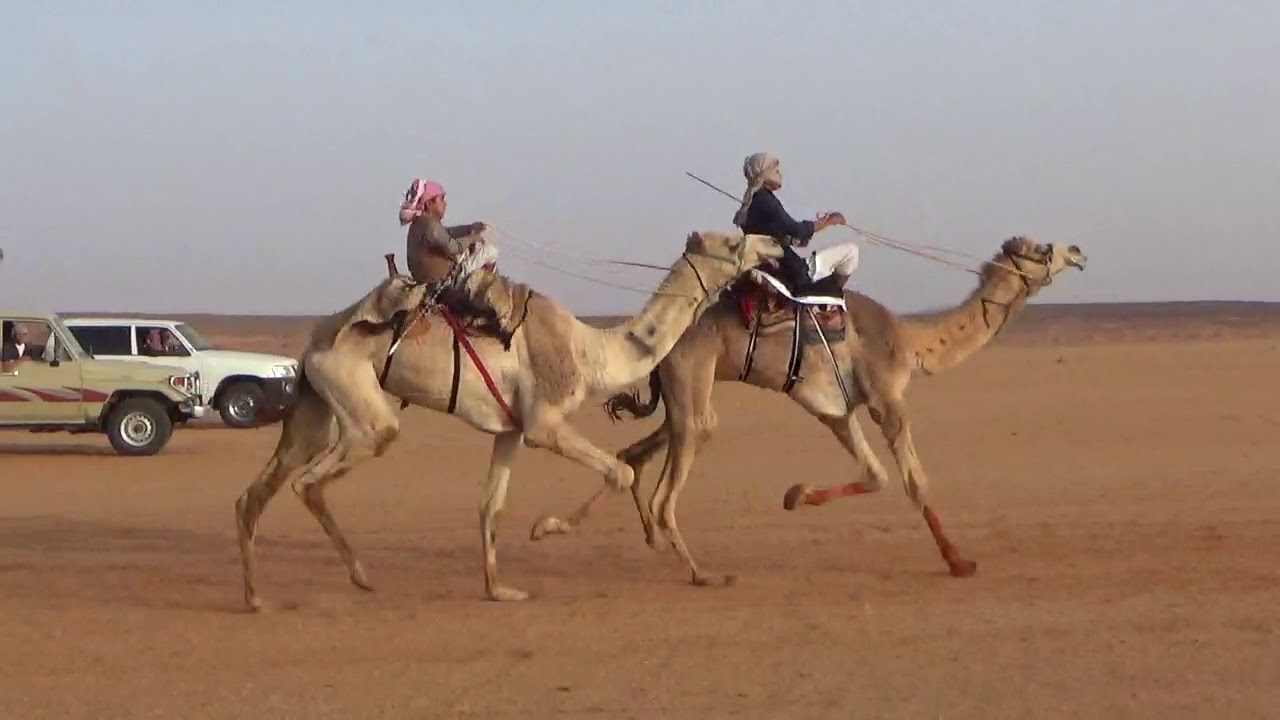 سباق الهجن بميدان العيينه بتبوك خاص بأهل المنطقه مسافة6كيلو20/7/1439