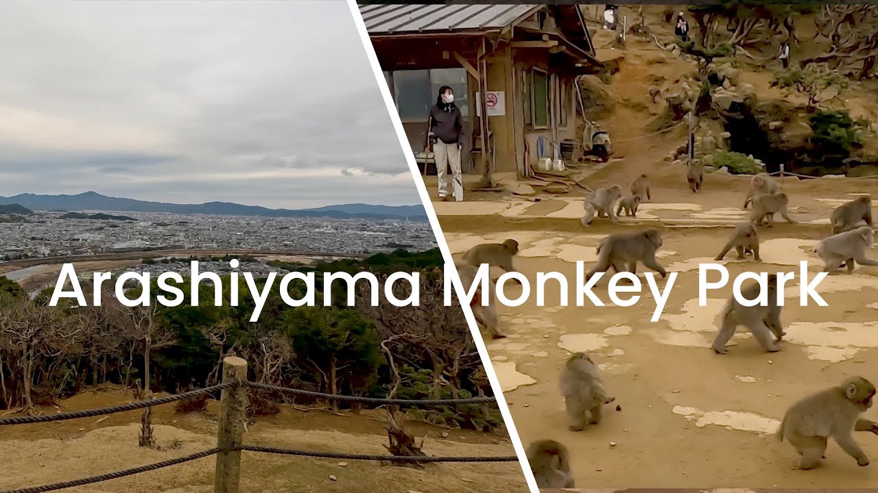 Walking Path l How to reach Monkey Park Iwatayama?