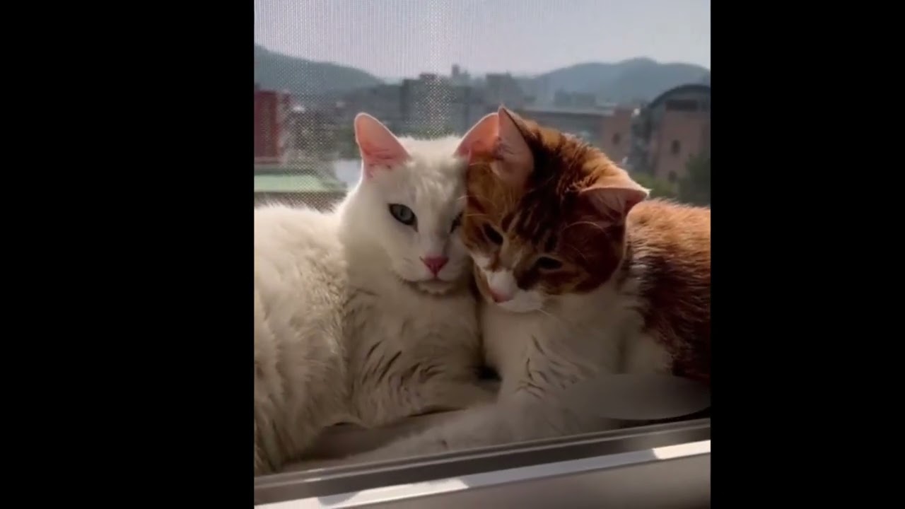 Purrfectly in Love: Feline Romance Captured