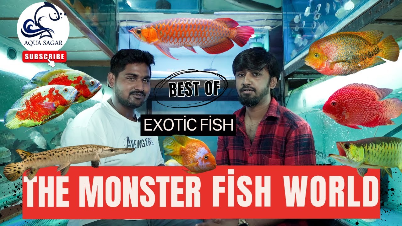 Exploring Monster Fish World Kolkata | Exotic Monster Fish Tour & Care Tips | Aqua Sagar