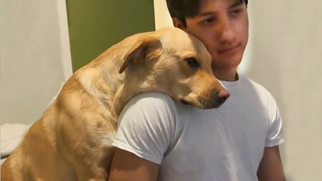 Когда собака выбирает вас в качестве своих любимых людей ❤️ Дружба между собакой и человеком