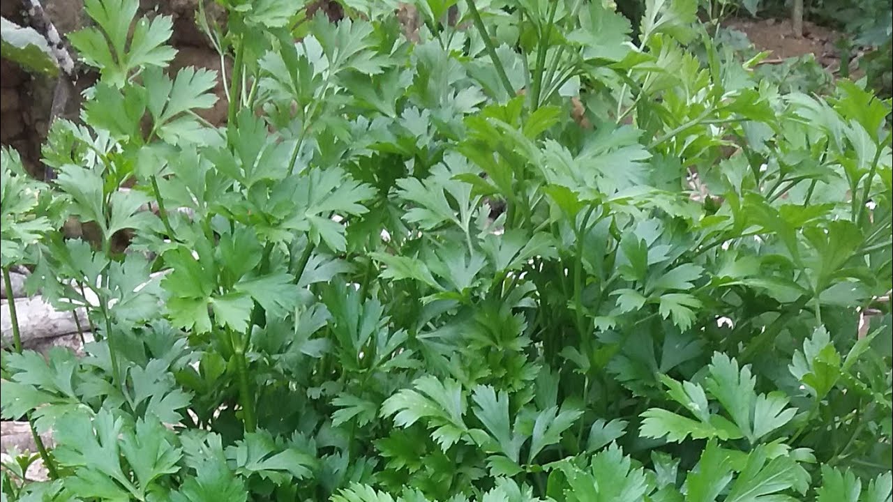 COMO PLANTAR SALSINHA- PASSO A PASSO.   Olha essa colheita de salsa lisa e origem da salsa.