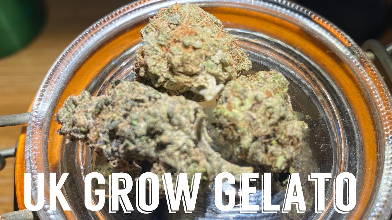 Gelato Organic Grow. Review UK