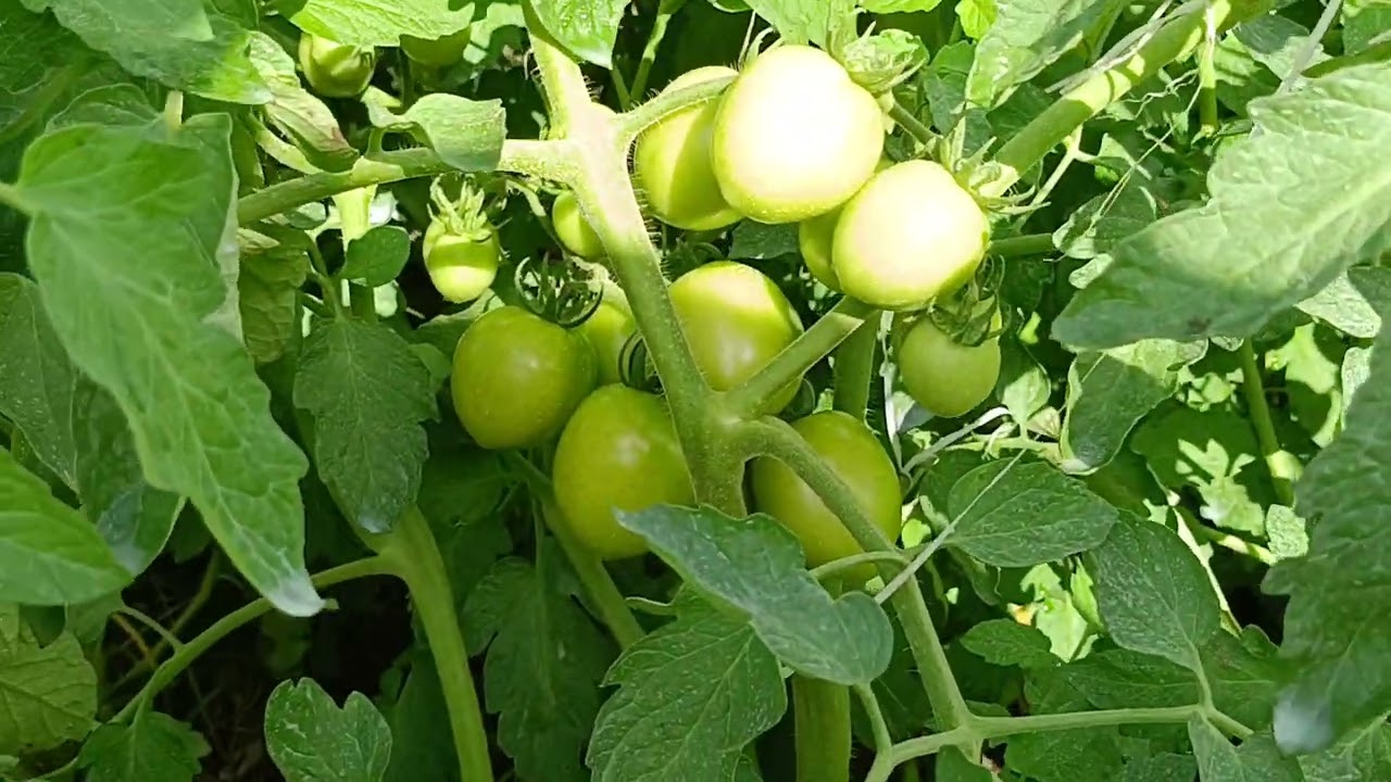Dami ng mga bunga ang Ating kamates 🍅