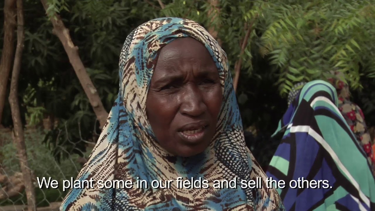 Regreening Niger with proven agroforestry techniques