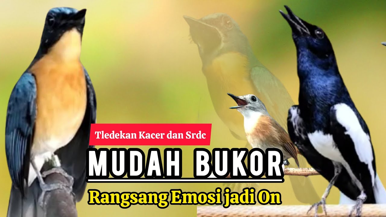 TERBUKTI AMPUH, MERANGSANG EMOSI TLEDEKAN GUNUNG, SRDC DAN KACER